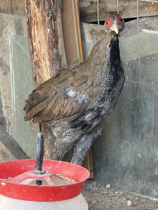 Fazani comuni ,fazani argintiii,pauni