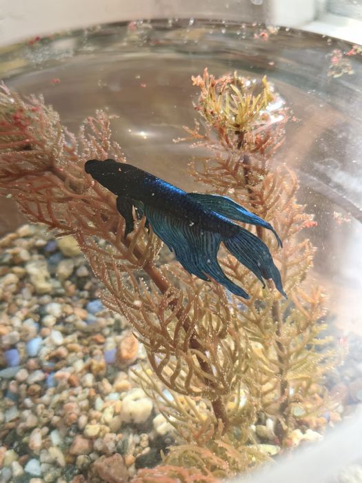 Петушок, аквариум круглый