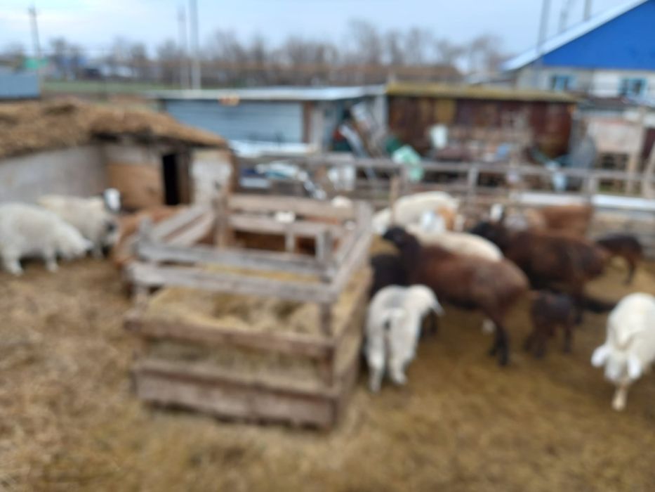 Қой ешкі қошақандар, лақтар