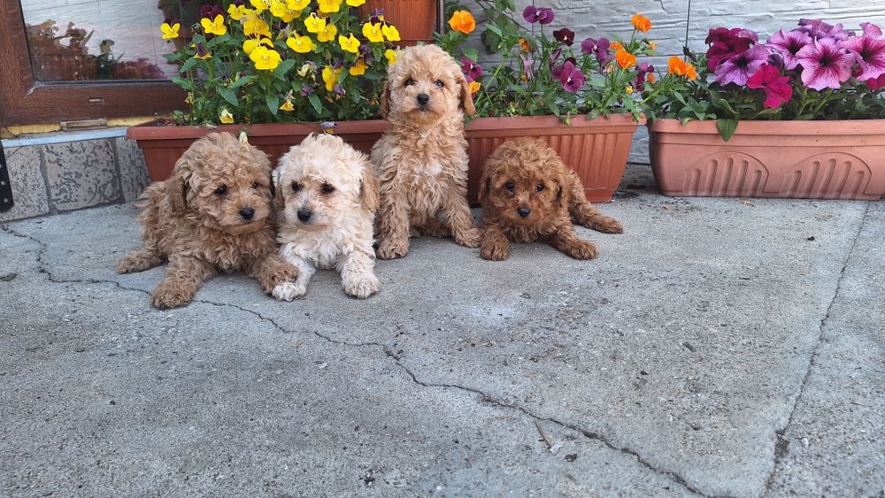 Той пудел пуделчета момчета и момичета