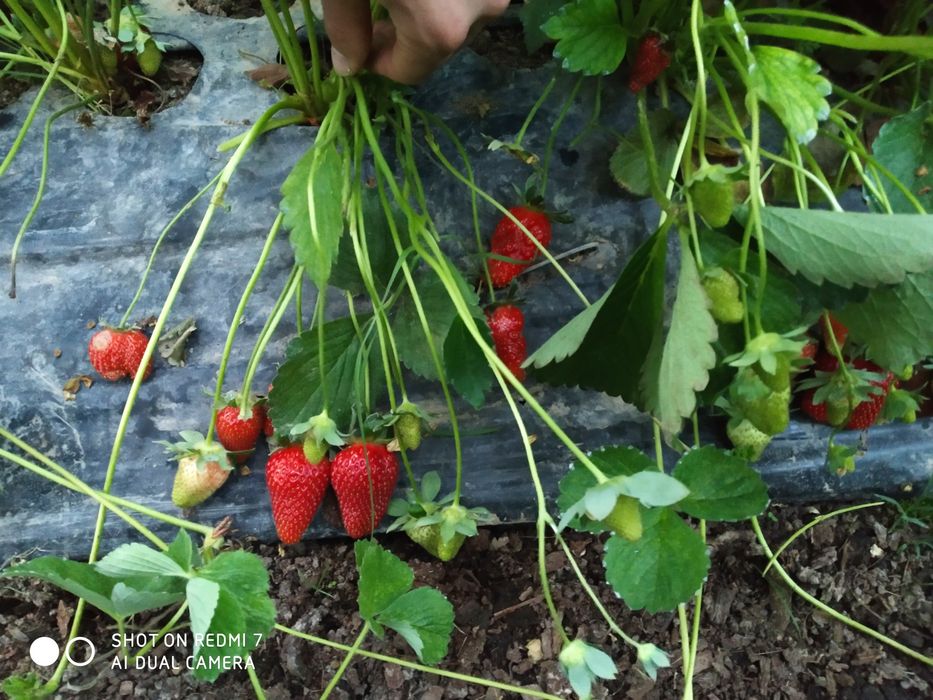 Қулупнай кочатлари