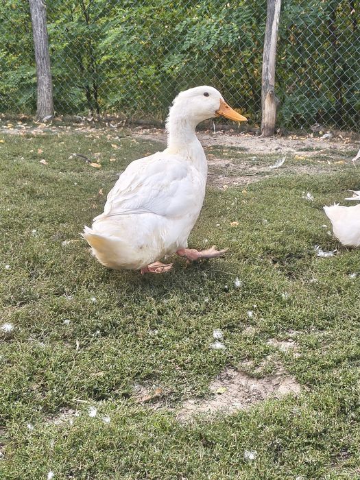 Rate de vanzare de 3 luni crescute natural