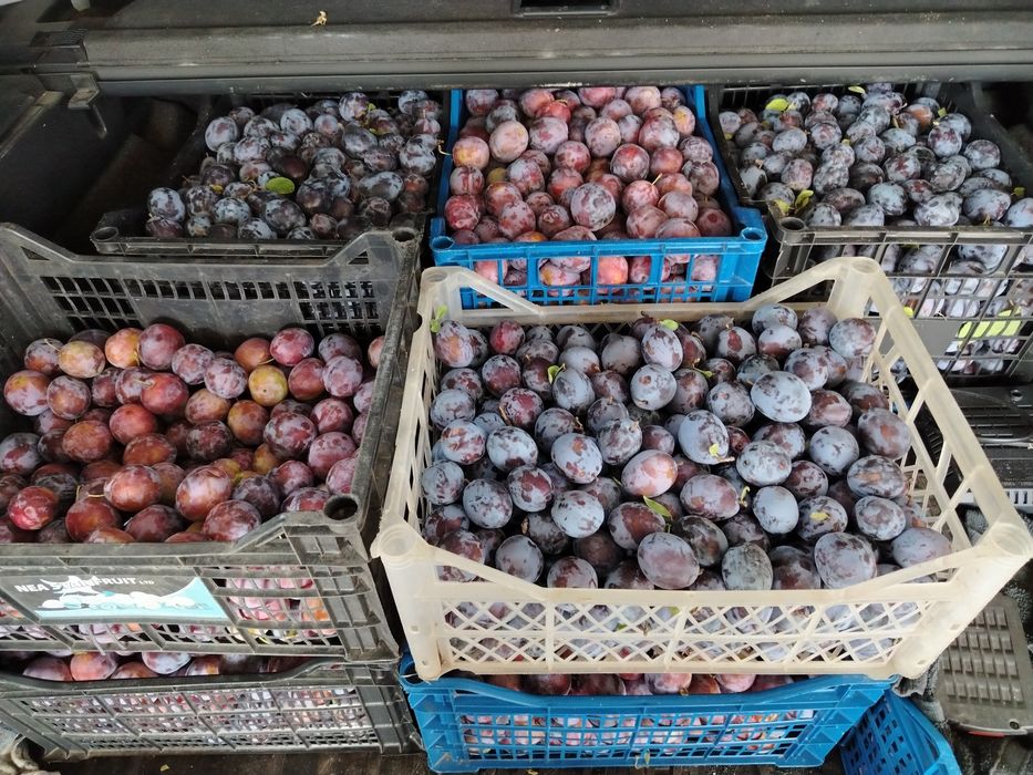 Vand prune centenar și anaspet