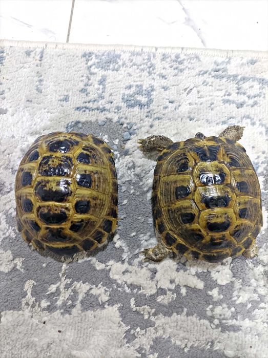 Продается черепаха ! (Toshbaqa sotiladi!)