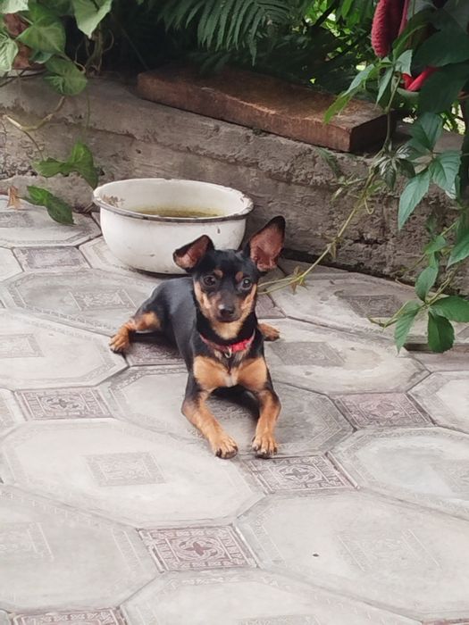 Щенки той терьер и йоркшерский терьер