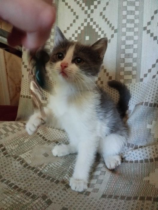 Девочка котёнок в добрые руки