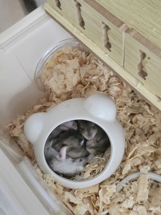 Джунгарские хомячки