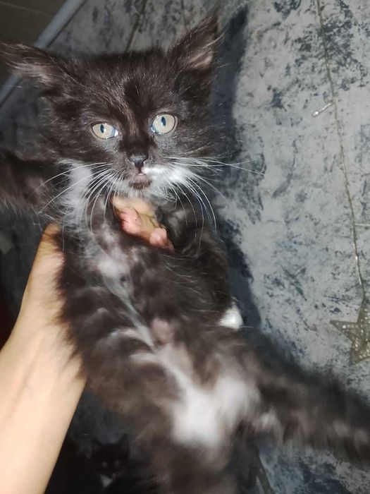 Отдам котят в хорошие руки