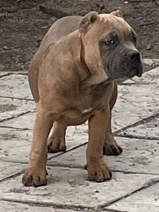 Щенки американский булли