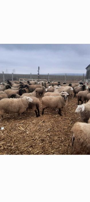 Vand berbecutii friza