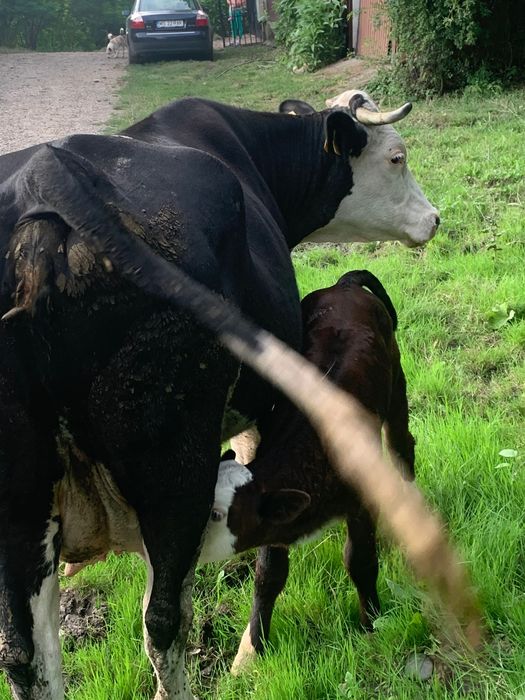Vând vaca cu vițel sau fără și junincă de un an