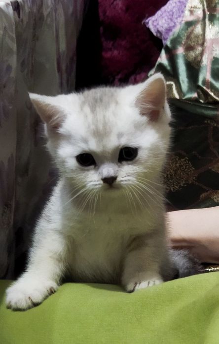 Серебряная шиншилла котенок