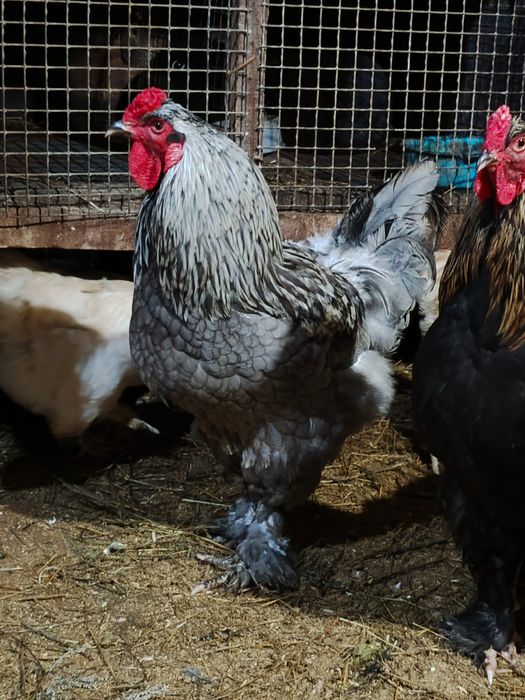 Продам петухов разных