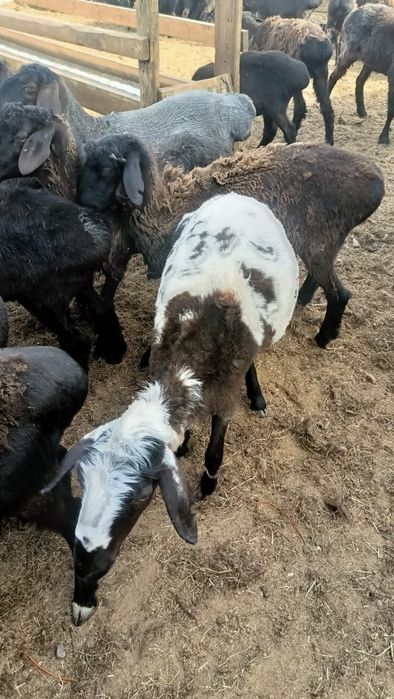 Бараны токтылар жаксы