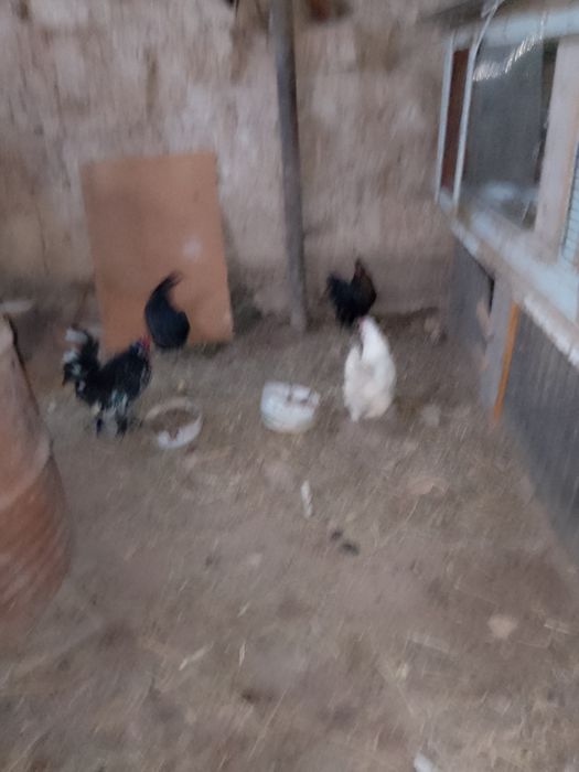 Японский Тауык кораз