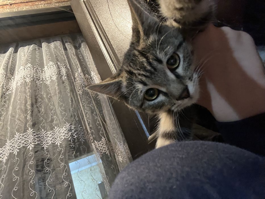 Котенок  бесплатно.