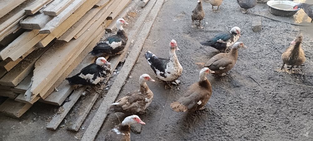 Продам  индоуток