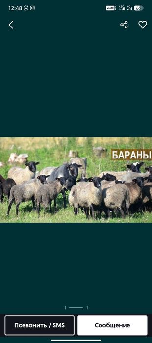 Продам баранов по 35тыс срочно