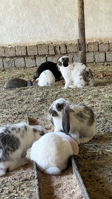 Домашние кролики