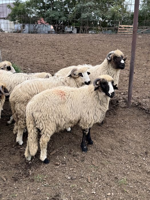 Vand berbectii de prasilă