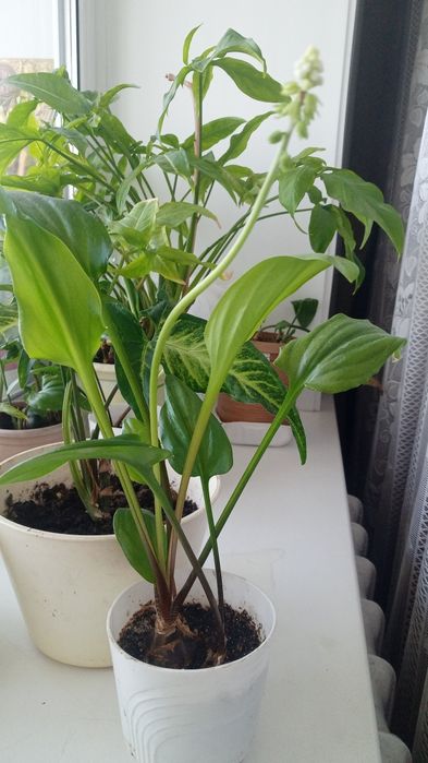 Цветы комнатные от 990 тенге