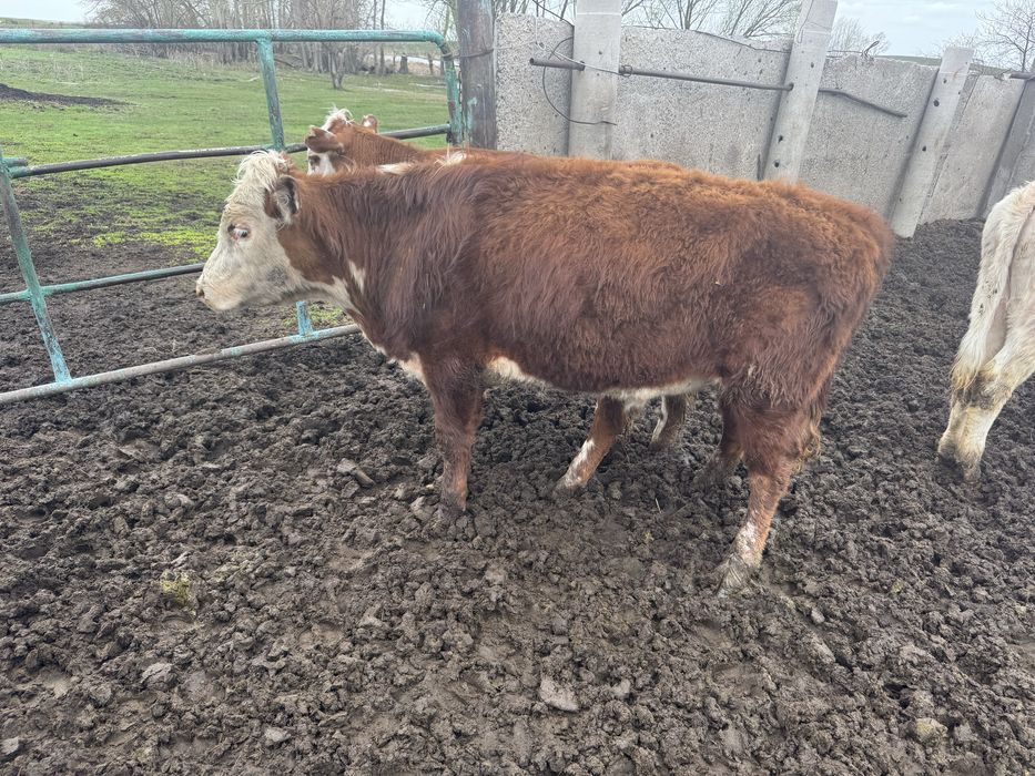 Бука Акбас Ангус