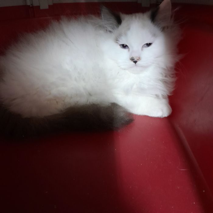 Коте Регдол момче