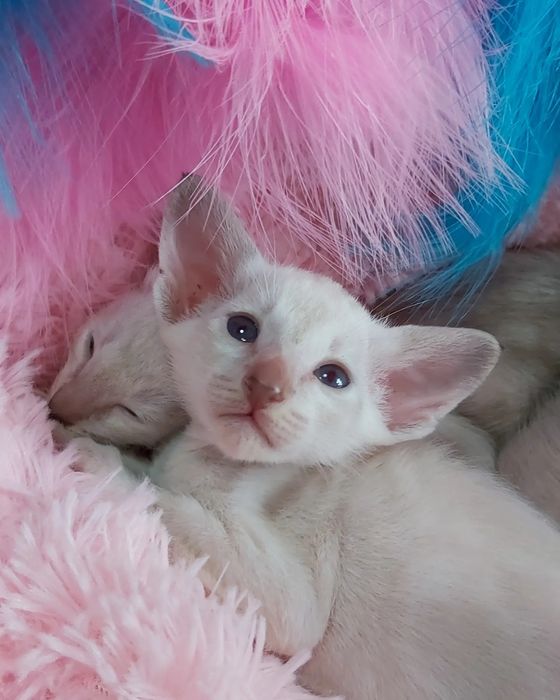 * ЭЛЬФЫ * - Ориентальные Котята !