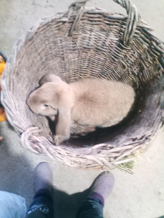 Vând două femele de berbec german.