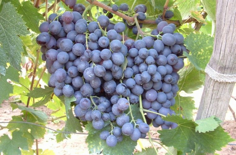 Vita de vie nobila altoita Neagra de masa  (12 soiuri)