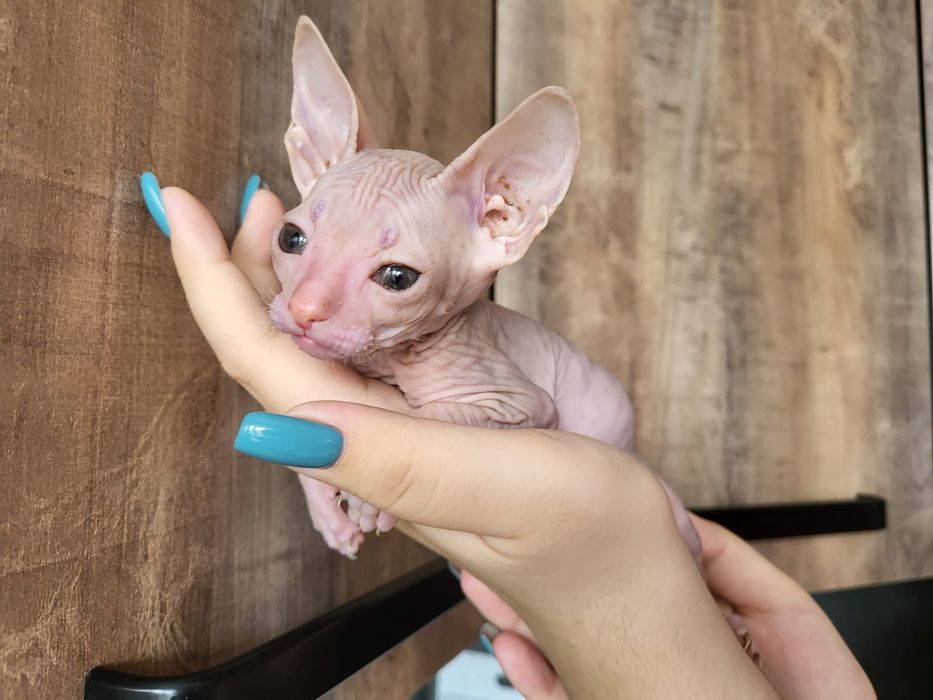 Котёночек сфинкс