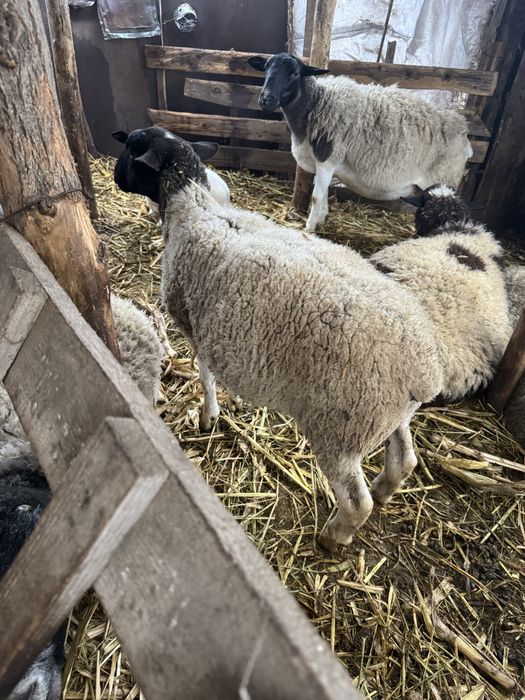 Vand oi dorper gestanta