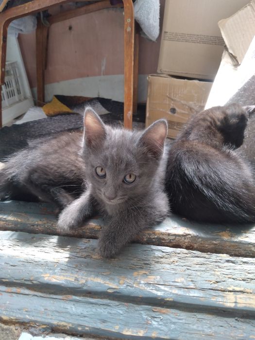 Отдам чистых котят