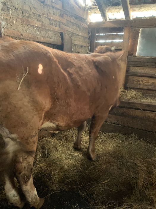 Vând junica gestantă