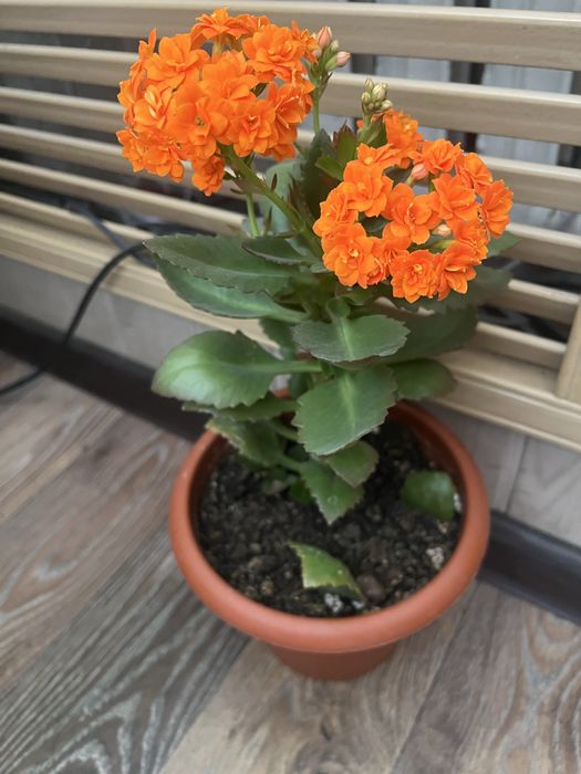 Продам комнатные цветы