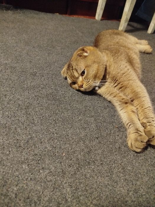 Кот для связки...