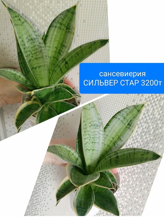 Сансевиерия 1400т на ватсап писать