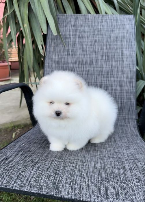 Померан мини момче. Померанче