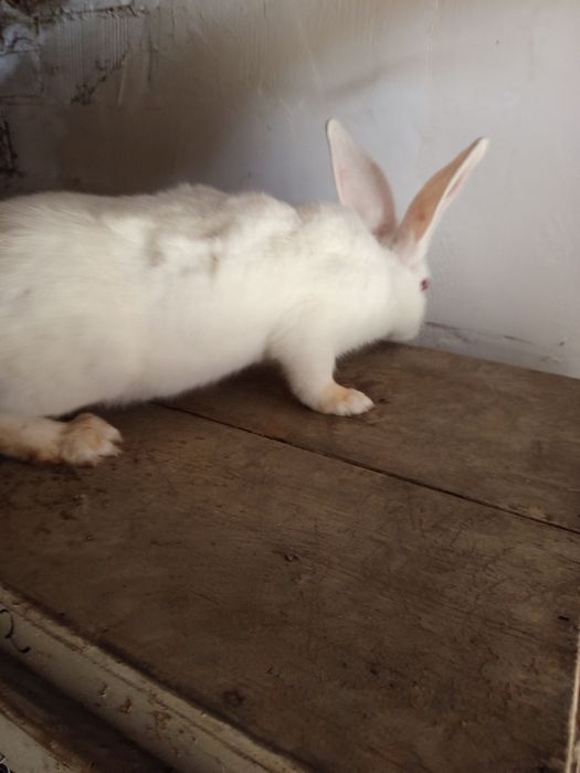 Животни-Зайци!!!