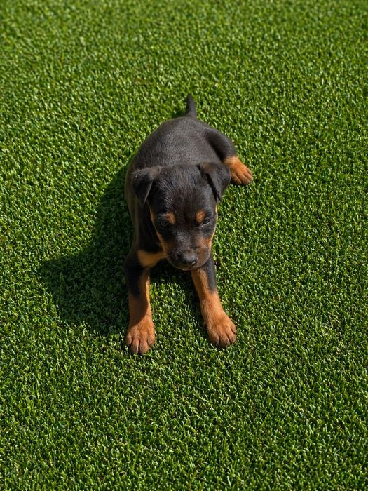 Jagd Terrier jagdTerrier