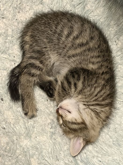 Отдам бесплатно котенка