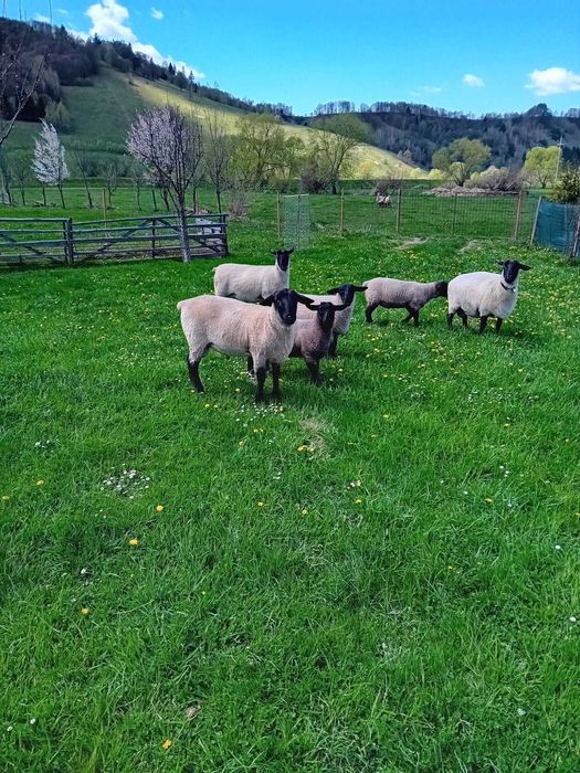 Berbec Suffolk