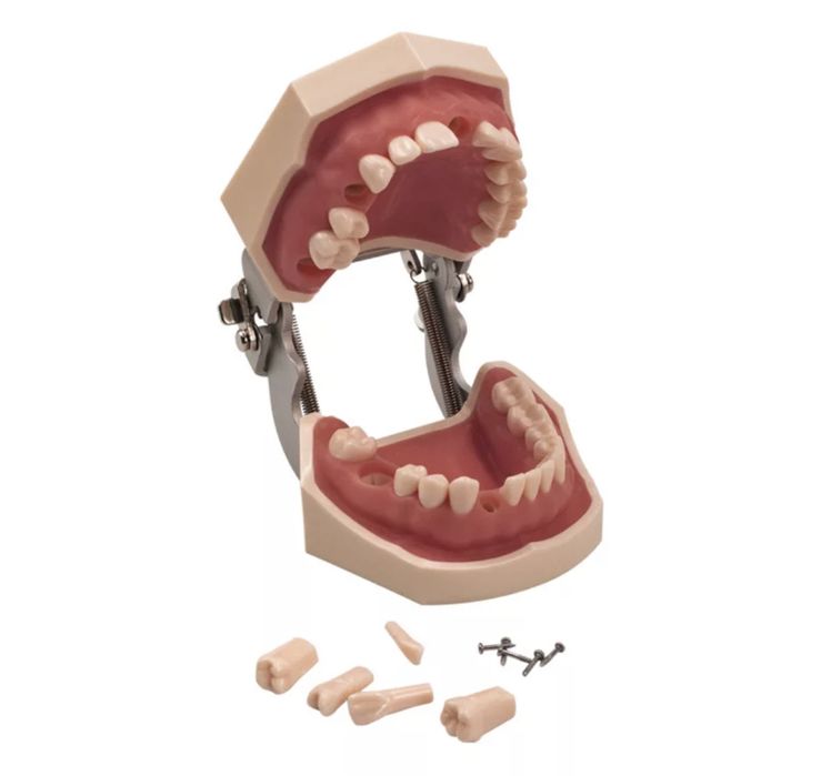 Model pentru practica otr/ocluzo/protetica.