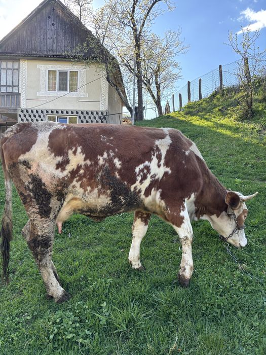 Vand vaca de 4 ani