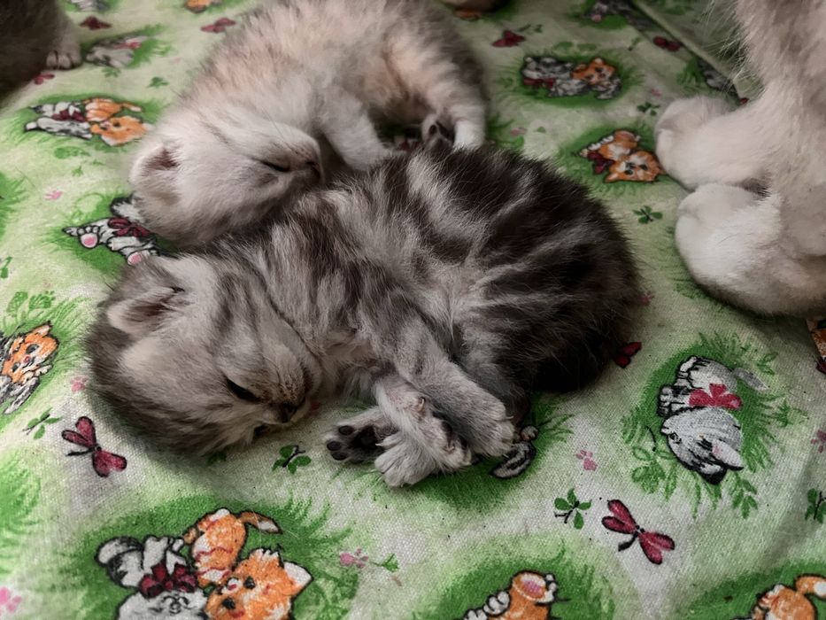 Котята Британские БРОНЬ