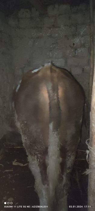 Smental, shvet paroda