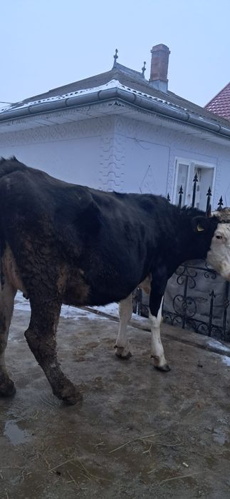 Vând vacă gestanta