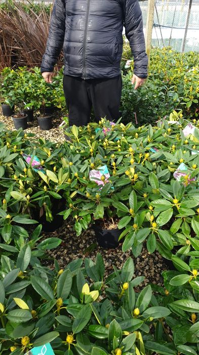 Enupar pe tulpină leylandy cryptomeria japonica Rododendroni
