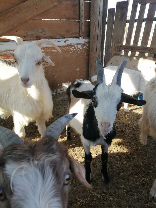 Ешки сатылады 11бас ургашы 2 бас теке