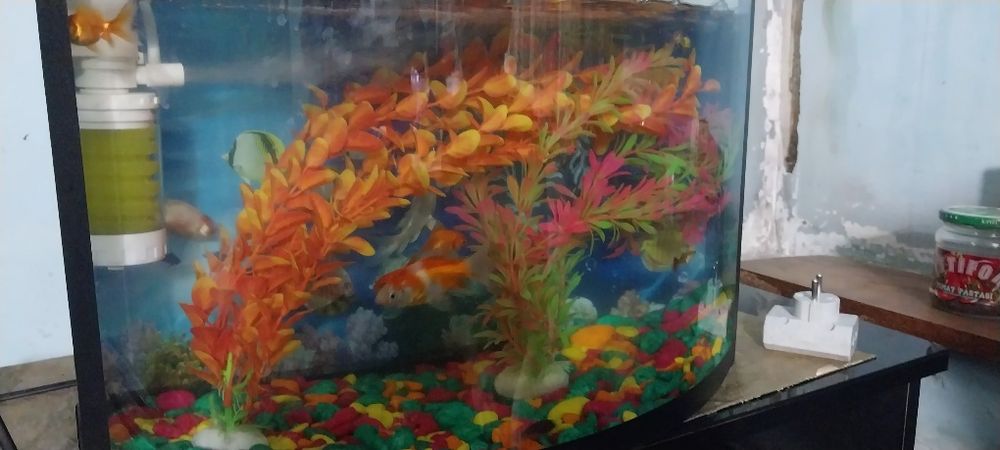 Akvarium baliqlari toshlari va suniy osimliklari bilan